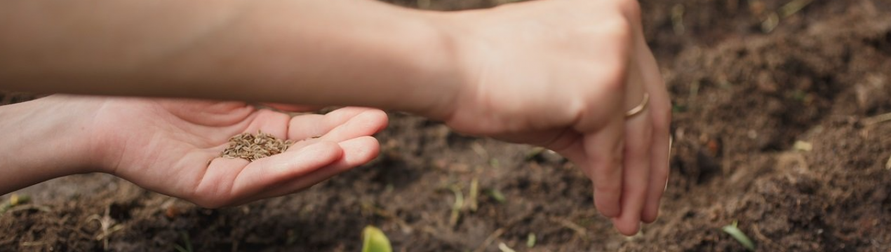 Як і яку зелень садити на зиму на дачному ділянці