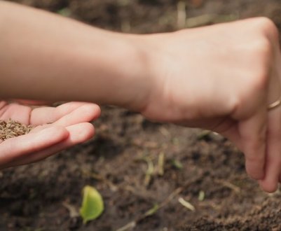 Як і яку зелень садити на зиму на дачному ділянці