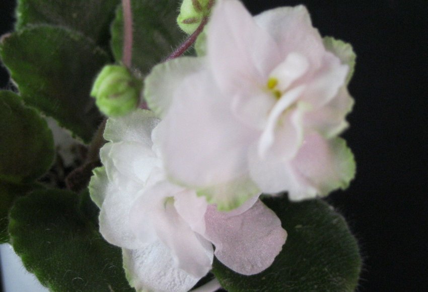 «Маленька гречанка» «Маленька гречанка»