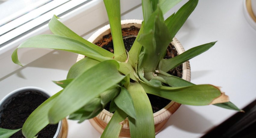 В'януть листя