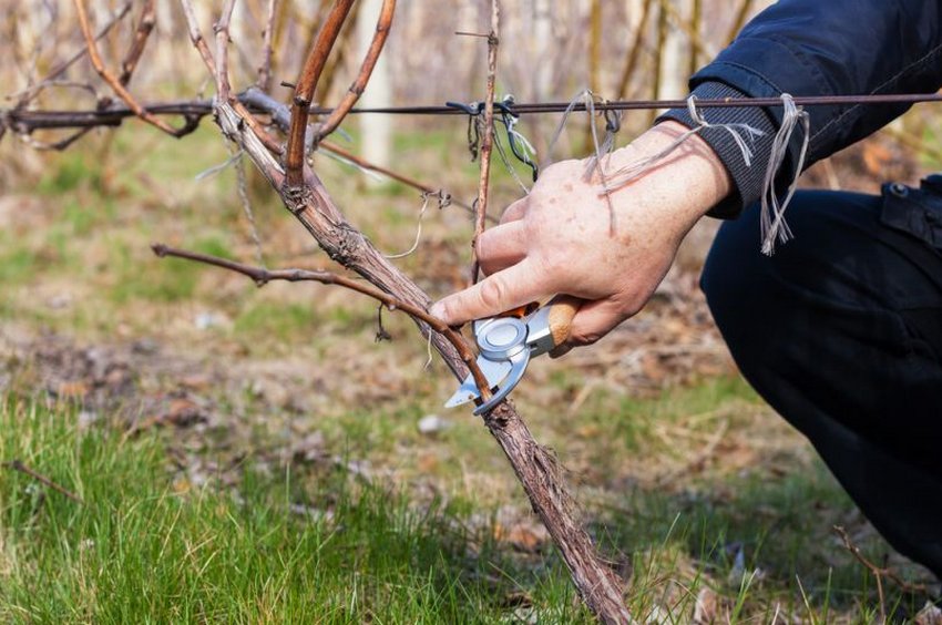 Обрізка п'ятирічного винограду Обрізка п'ятирічного винограду