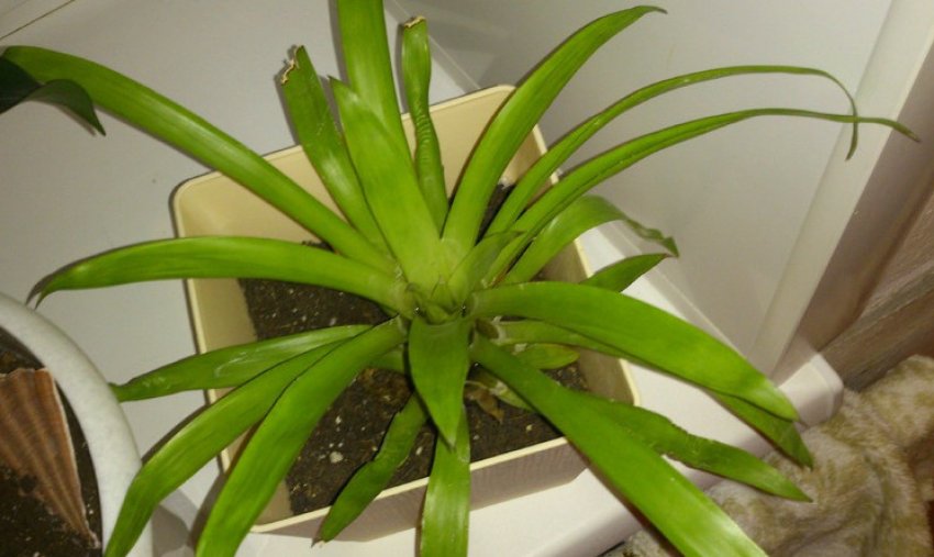 Відсутня цвітіння