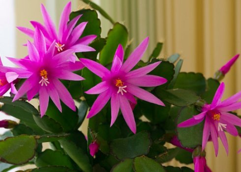 Опис видів декабриста