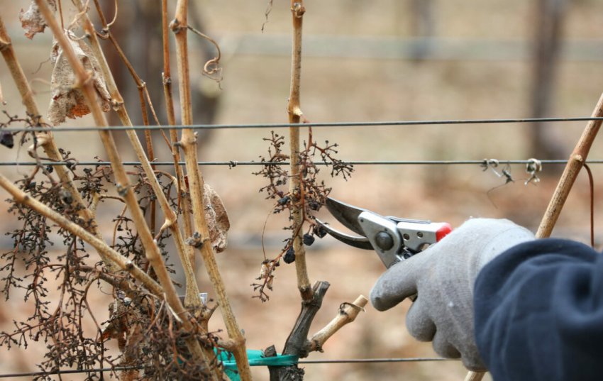 Підрізка винограду Підрізка винограду