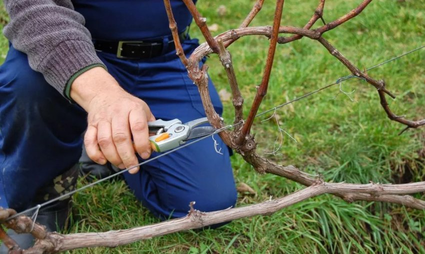 Обрізка винограду Обрізка винограду
