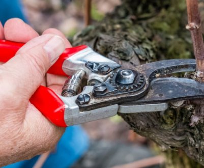 Як правильно обрізати п'ятирічний виноград