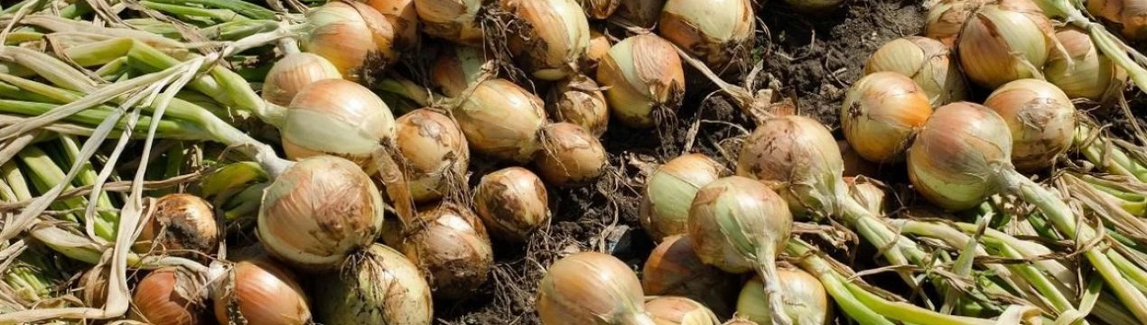 Всі хочуть італійську цибулю: продукт за кордоном