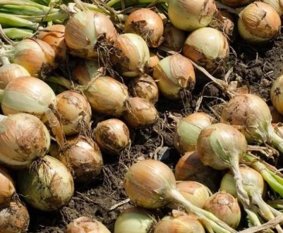 Всі хочуть італійську цибулю: продукт за кордоном