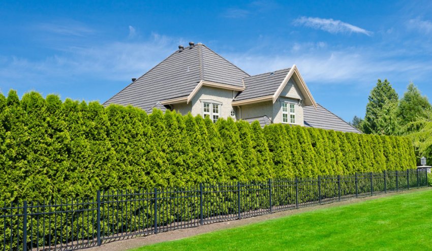 Живий паркан