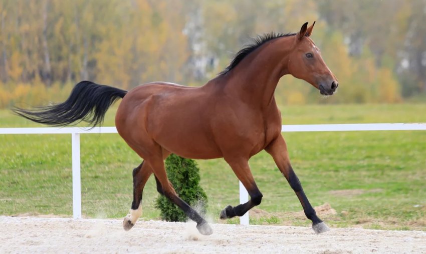 Гніда масть