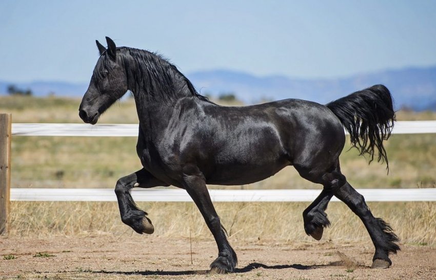 Вороняча масть