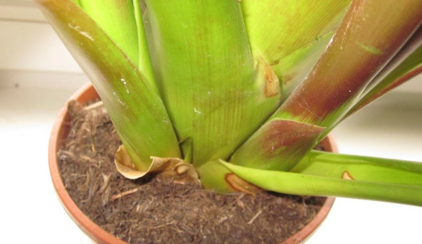 Гниття розетки