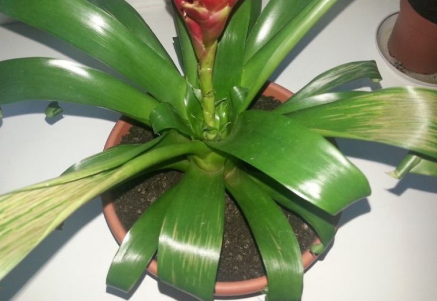 Скручуються листя