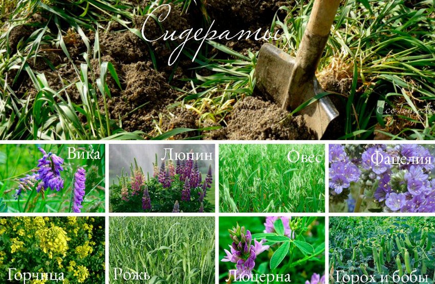 Рослини сидерати Рослини сидерати