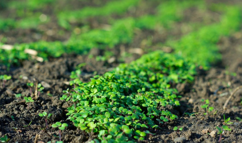 Сидерати Сидерати