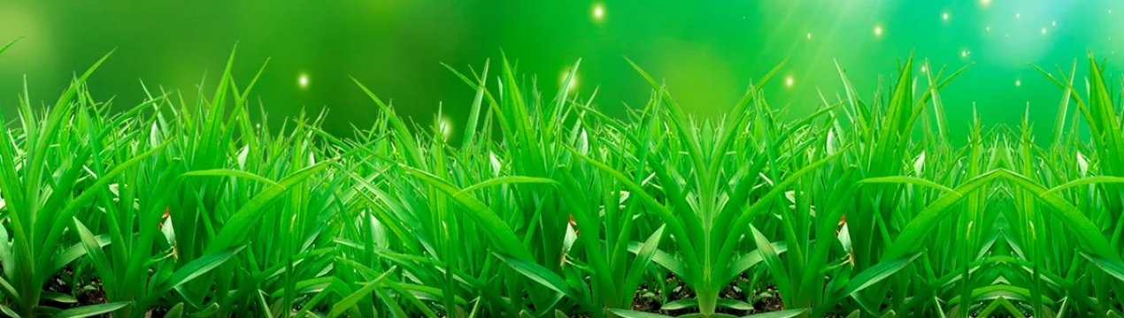 Осінні сидерати: що посіяти для покращення ґрунту на ділянці