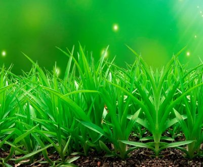 Осінні сидерати: що посіяти для покращення ґрунту на ділянці