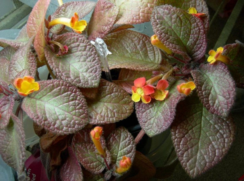 Догляд за епісцією Догляд за епісцією