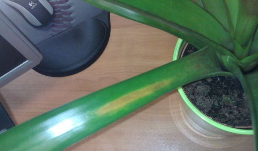 Плями на листках