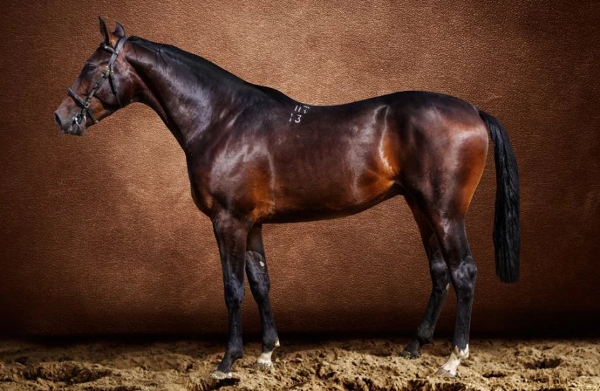 Гніда масть