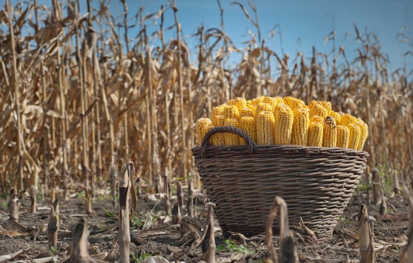 Урожай кукурудзи