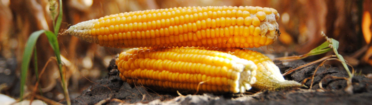 Прогнозується менший врожай кукурудзи у всьому світі