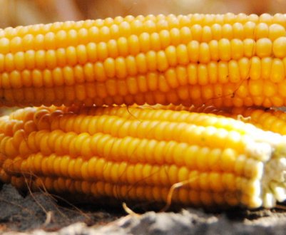 Прогнозується менший врожай кукурудзи у всьому світі
