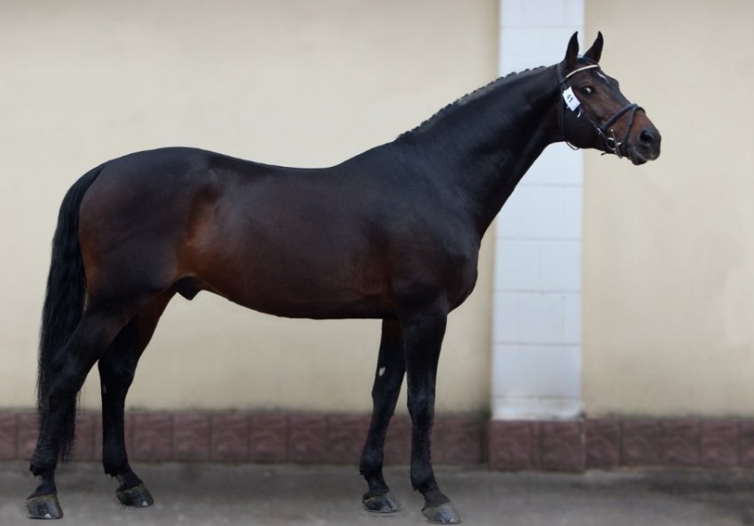 Темно-гніда масть