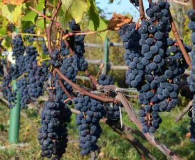 Як вирощувати виноград у Подмосков'ї, Москві та Московській області