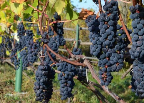 Как выращивать виноград в Подмосковье, Москве и Московской области