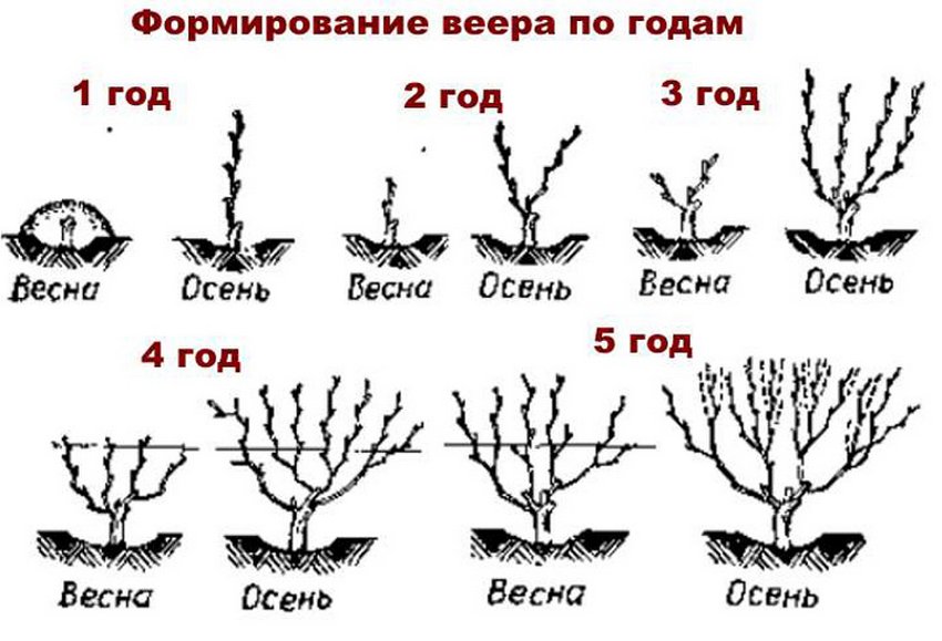 виноград три года что делать весной. Смотреть фото виноград три года что делать весной. Смотреть картинку виноград три года что делать весной. Картинка про виноград три года что делать весной. Фото виноград три года что делать весной