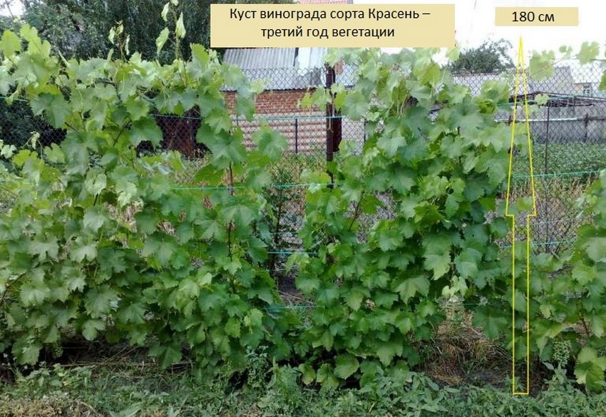 виноград три года что делать весной. Смотреть фото виноград три года что делать весной. Смотреть картинку виноград три года что делать весной. Картинка про виноград три года что делать весной. Фото виноград три года что делать весной