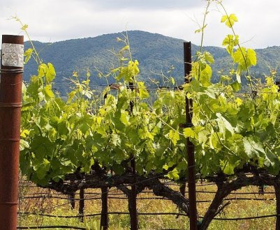 Особливості формування трьохрічного куща винограду весною