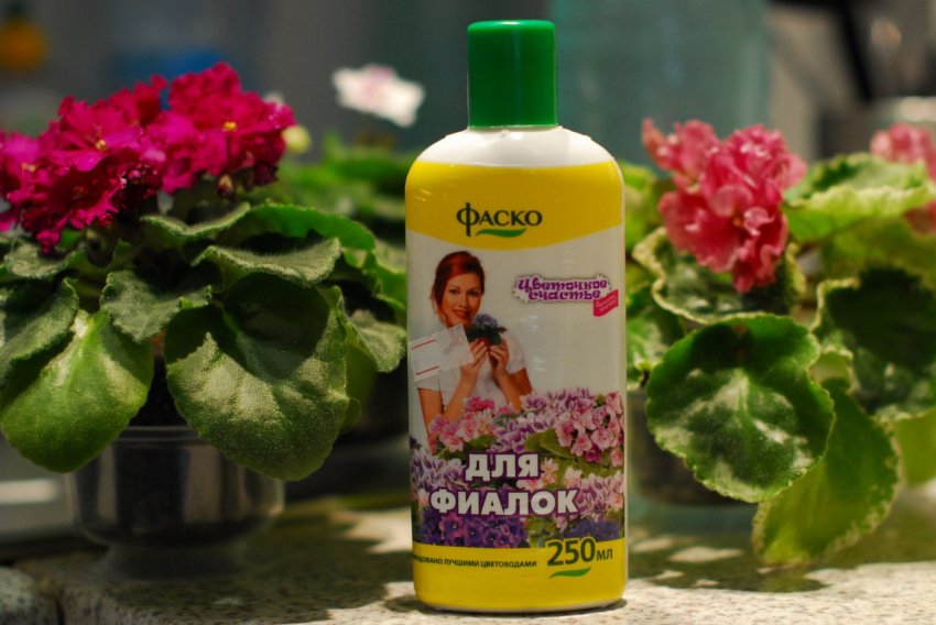 Добриво фіалок Добриво фіалок