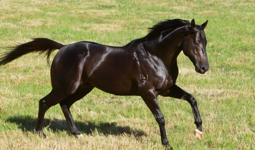Сколько лошадей в мире. Трансильванские лошади. Самая быстрая лошадь. Самая быстрая порода лошадей. Лошадь бежит.