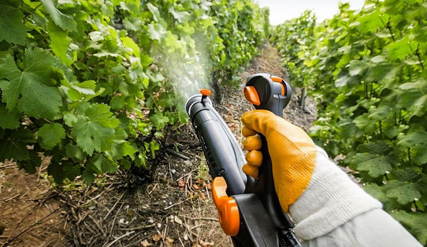 Обробка винограду