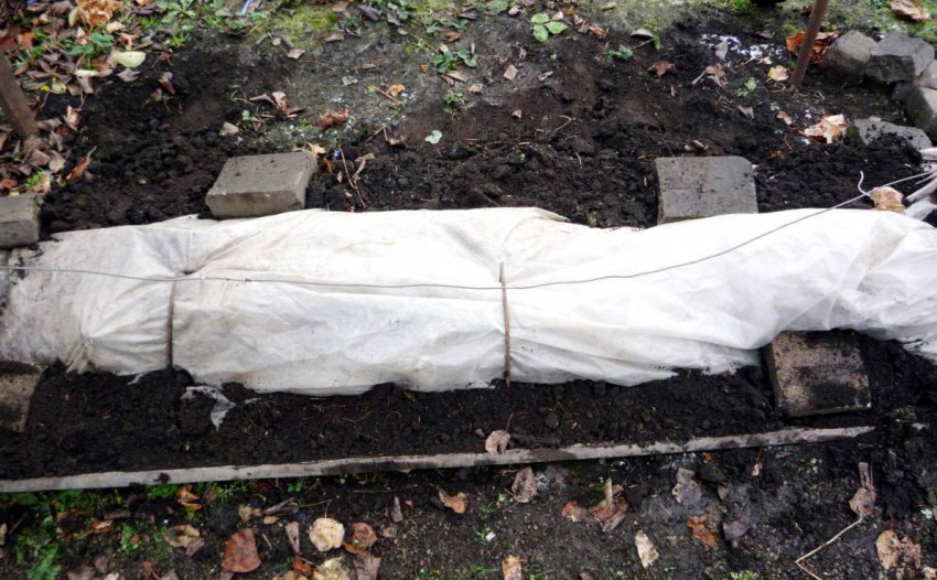 Укриття винограду на зиму