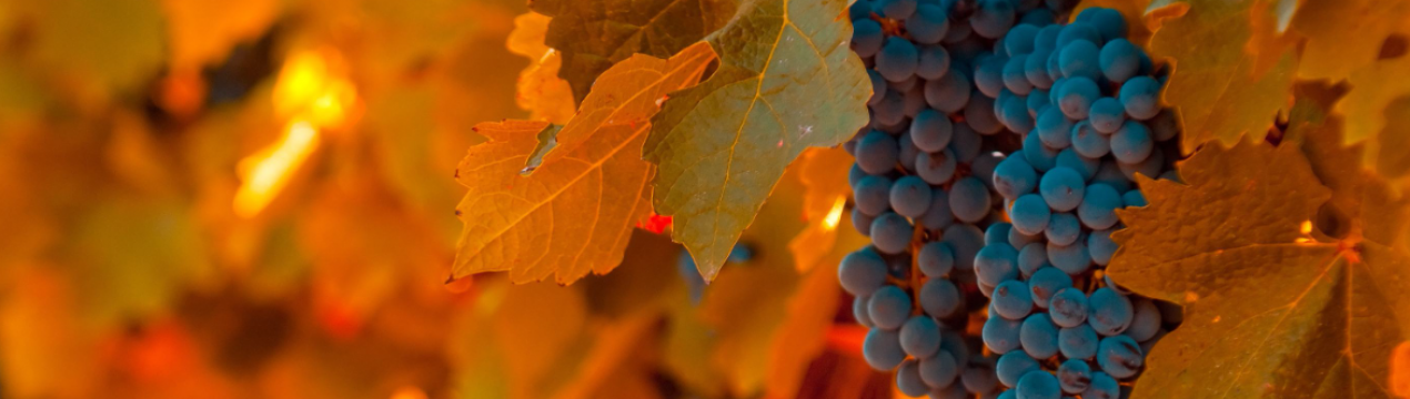 5 процедур по догляду за виноградом восени, щоб у наступному році отримати хороший врожай