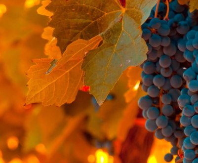 5 процедур по догляду за виноградом восени, щоб у наступному році отримати хороший врожай
