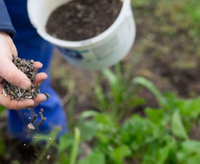 Які добрива вносити восени: чим підживити сад, город і квітники