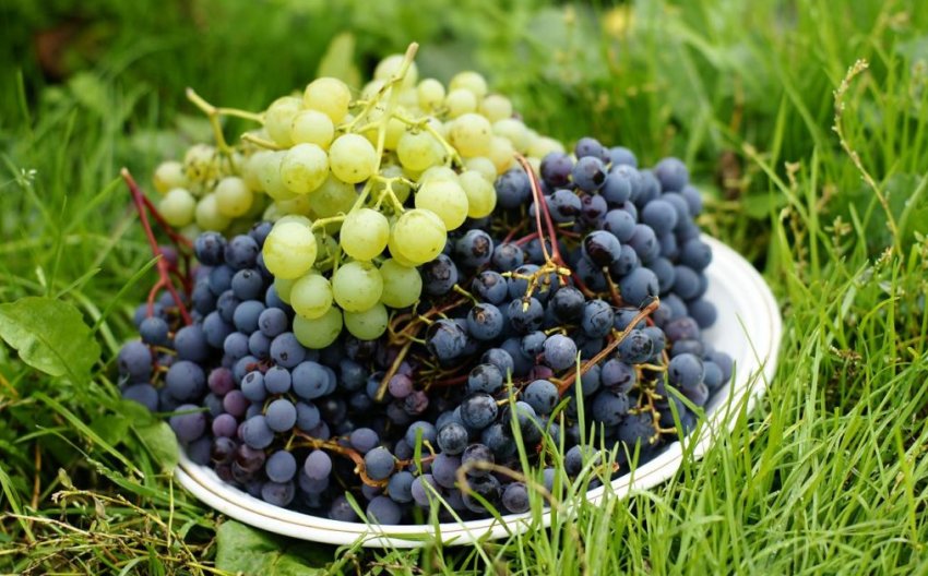 Урожай винограда Урожай винограда