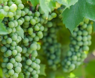 Що потрібно робити з виноградом в липні, основні роботи