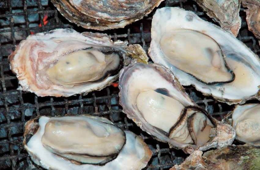 Європейська устриця Європейська устриця