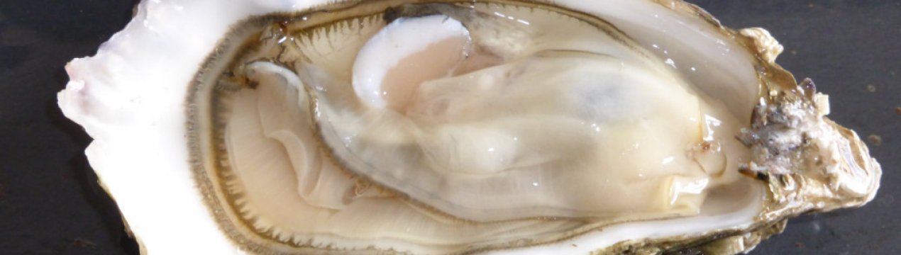 Чи повернеться європейська устриця в німецьке Північне море