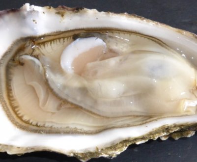 Чи повернеться європейська устриця в німецьке Північне море