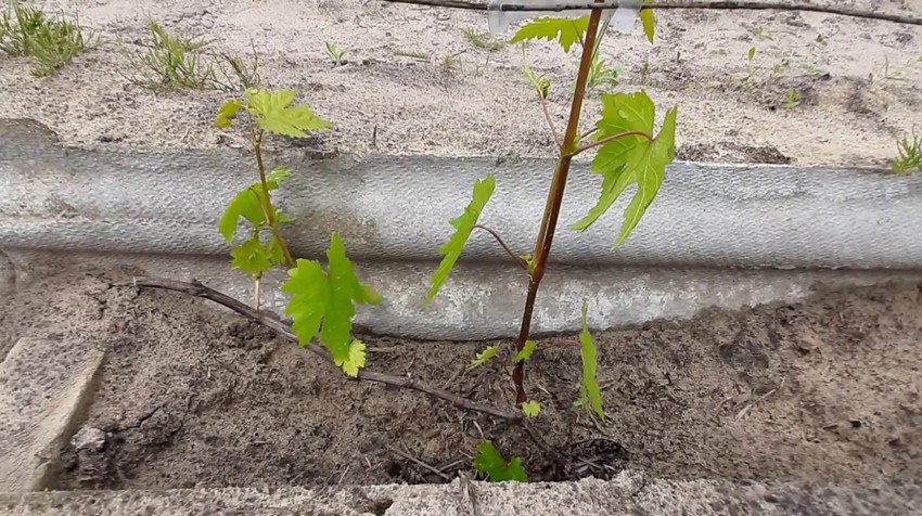 Однорічний виноград