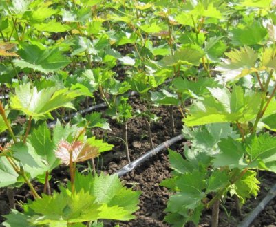 Як правильно обрізати однорічний виноград навесні