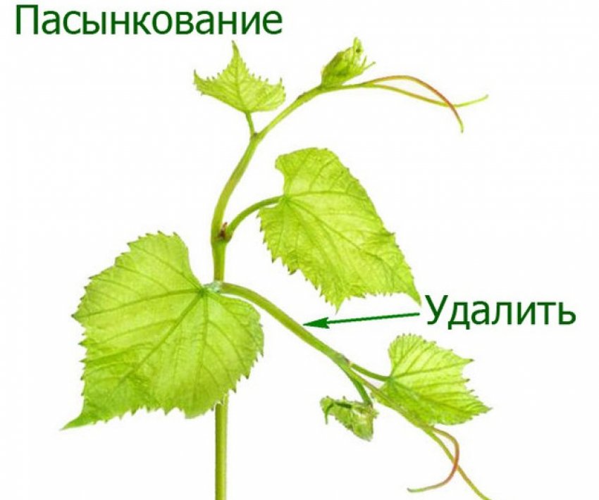 молодой виноград весной что делать. Смотреть фото молодой виноград весной что делать. Смотреть картинку молодой виноград весной что делать. Картинка про молодой виноград весной что делать. Фото молодой виноград весной что делать