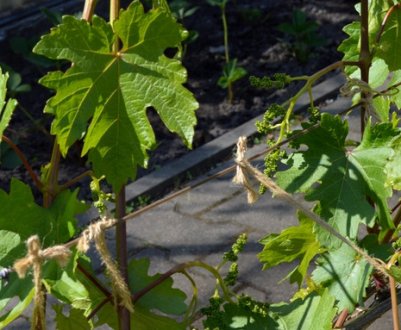 Весняний догляд за однорічною виноградною лозою