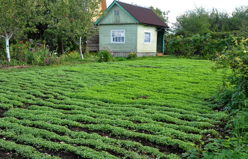 Сідерати на ділянці Сідерати на ділянці